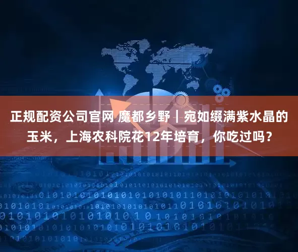 正规配资公司官网 魔都乡野｜宛如缀满紫水晶的玉米，上海农科院花12年培育，你吃过吗？